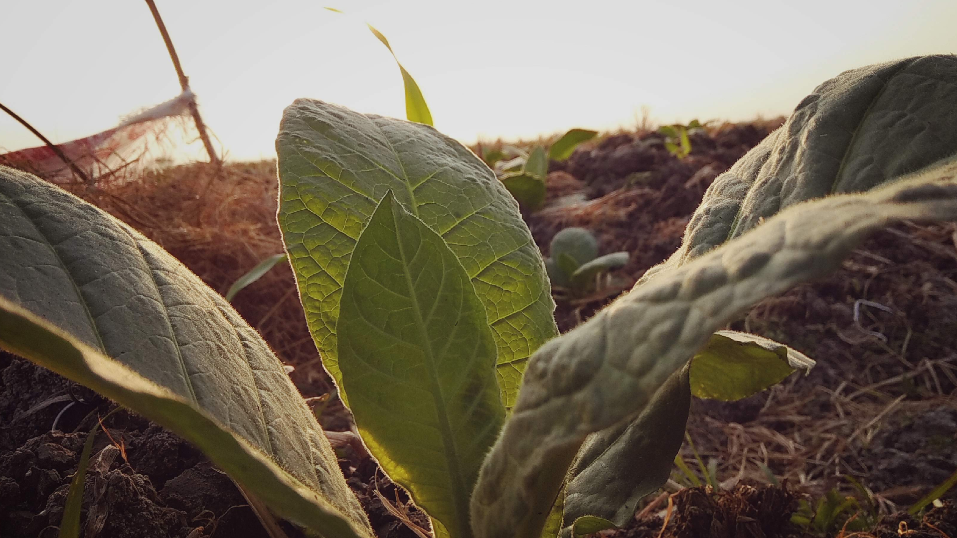 What is Brazilian Tobacco?